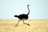 Birds on the run: what makes ostriches so fast? - Science in School