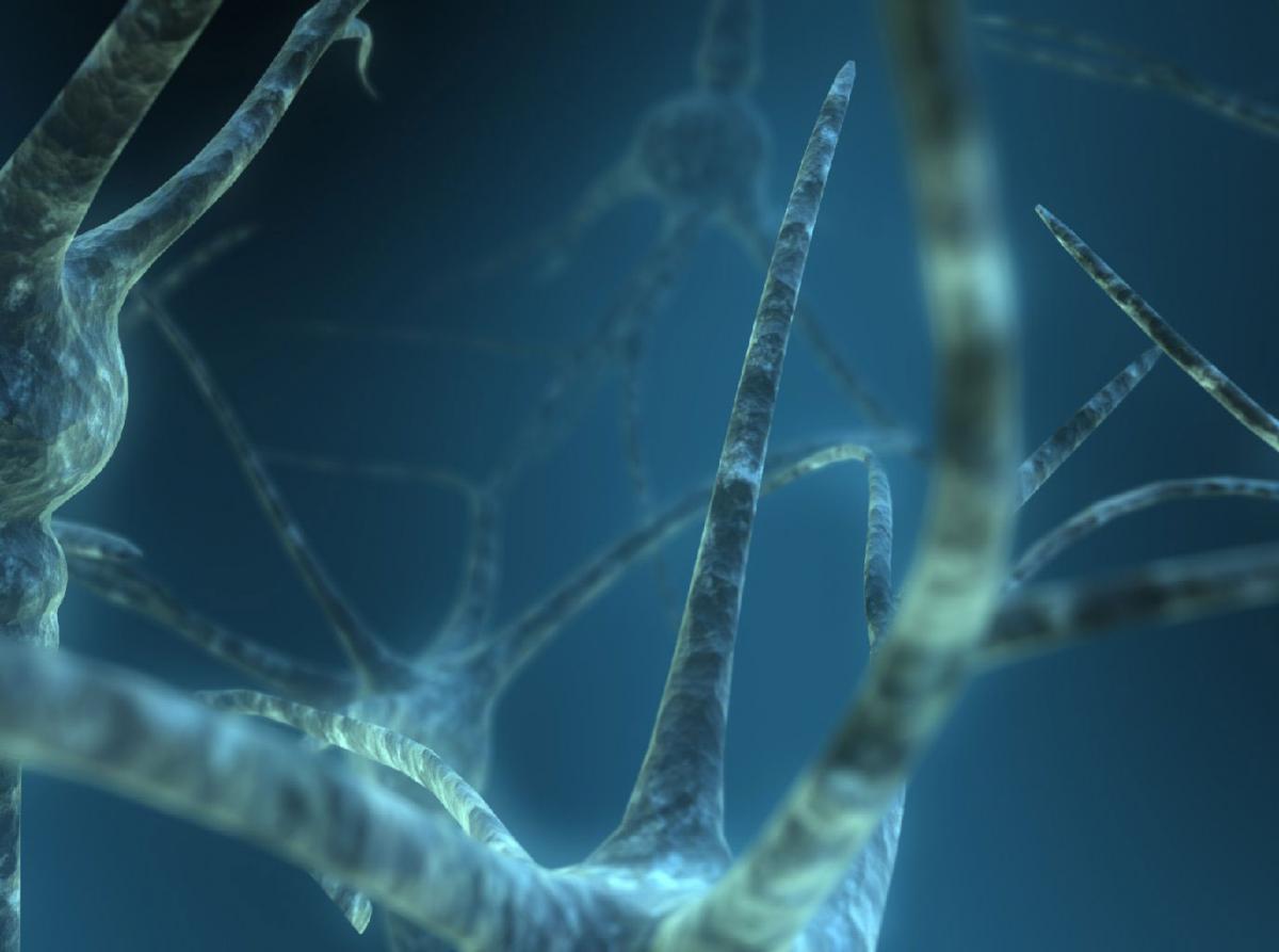 Artistic impression of a network of neurons. The branched extensions, known as dendrites, transmit impulses to the cell body.