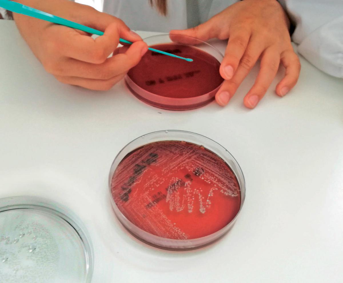 Painting microbial art