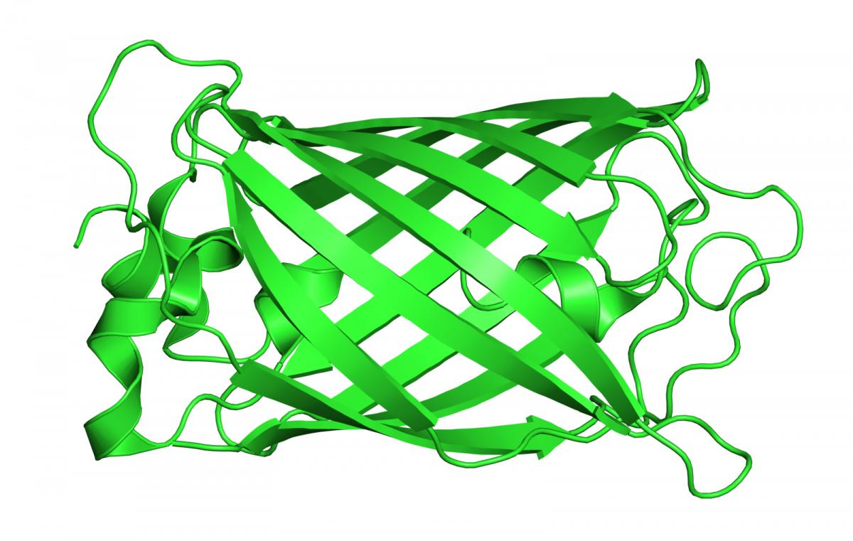 Molecular structure of the green fluorescent protein