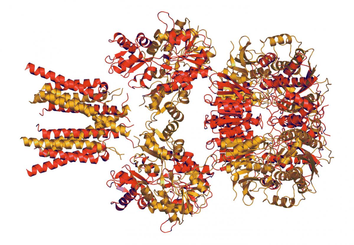 Molecular structure of an AMPA-type glutamate receptor 