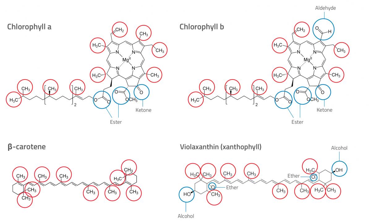 Chemical structures of photosynthetic pigments