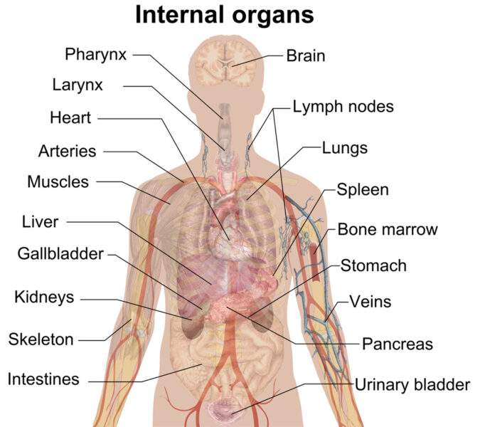 A scheme showing the internal organs of the human body.