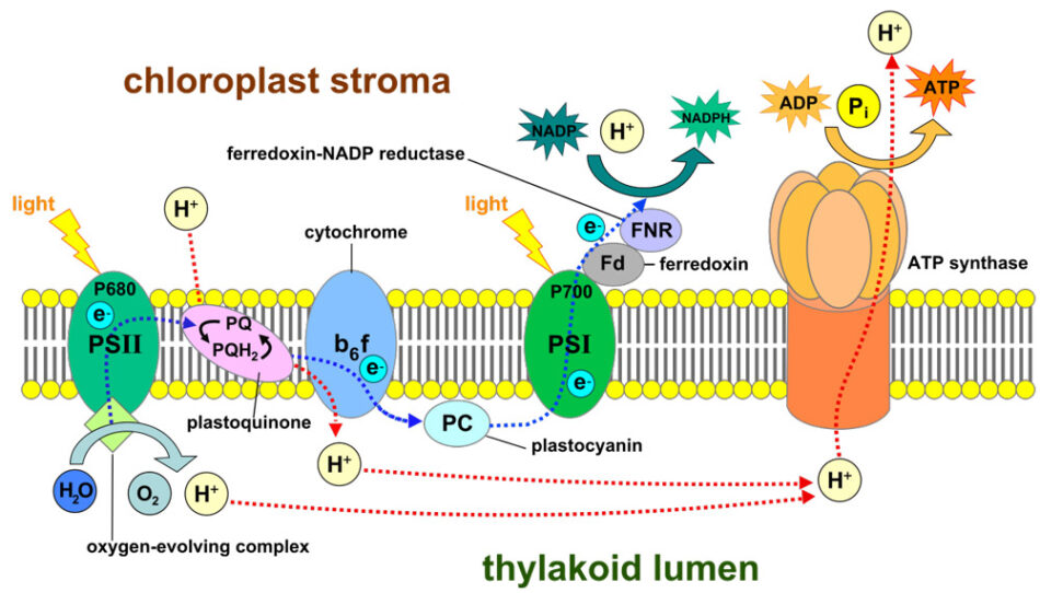 The arrangement of the photosystems on the thylakoid membrane, including details of the photosynthetic pathways.