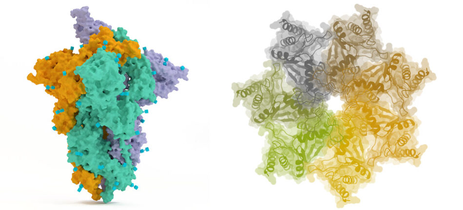 Computer-generated structural models of two different proteins.